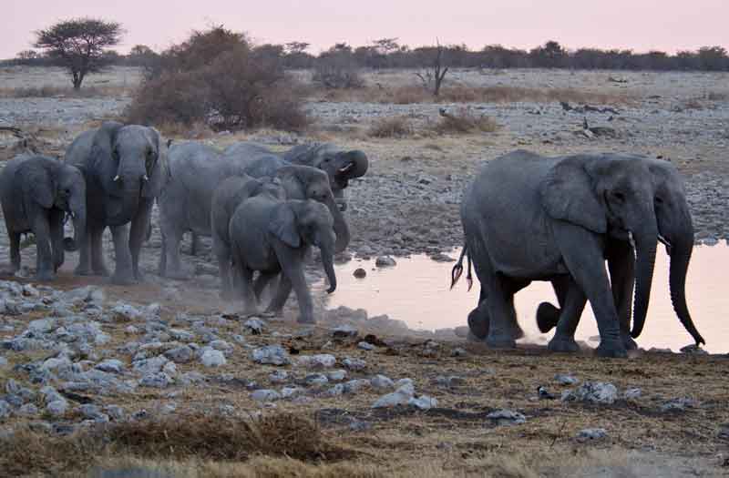 58 - Namibia - elefantes - parque nacional de Etosha